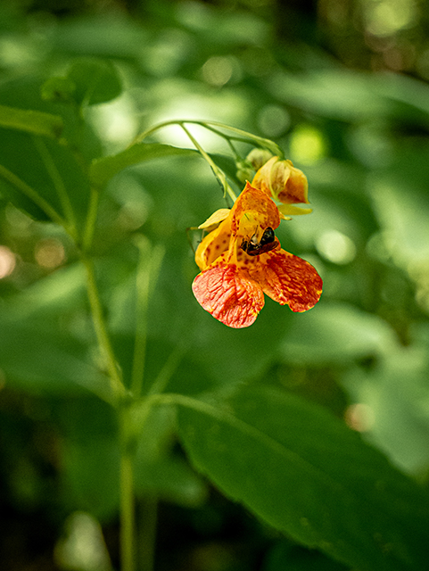 Impatiens capensis (Jewelweed) #83769
