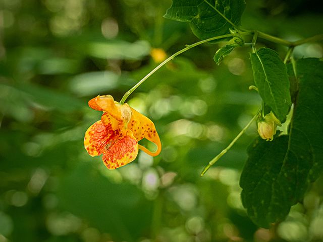 Impatiens capensis (Jewelweed) #83771