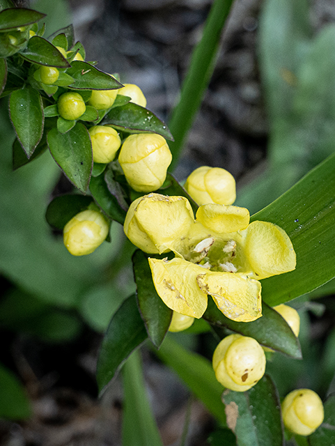 Aureolaria virginica (Downy yellow false foxglove) #83774