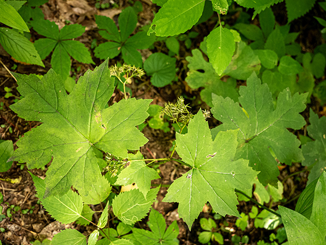 Hydrophyllum canadense (Broad-leaved waterleaf) #83795