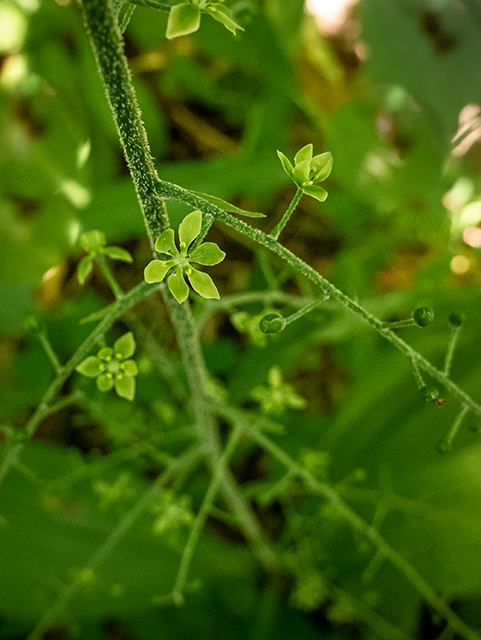 Veratrum parviflorum (Appalachian bunchflower) #83800