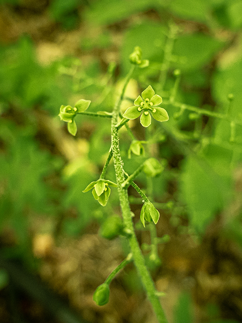 Veratrum parviflorum (Appalachian bunchflower) #83801