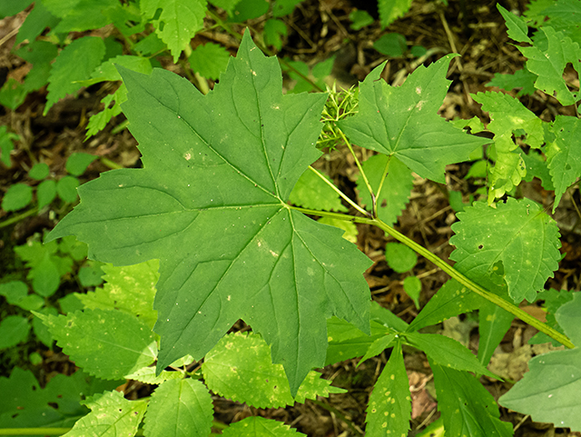 Hydrophyllum canadense (Broad-leaved waterleaf) #83805