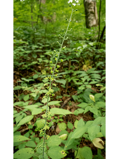 Veratrum parviflorum (Appalachian bunchflower) #83835