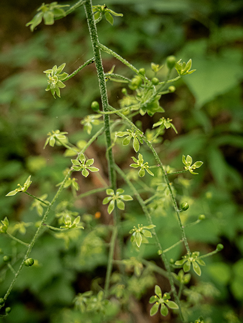 Veratrum parviflorum (Appalachian bunchflower) #83837