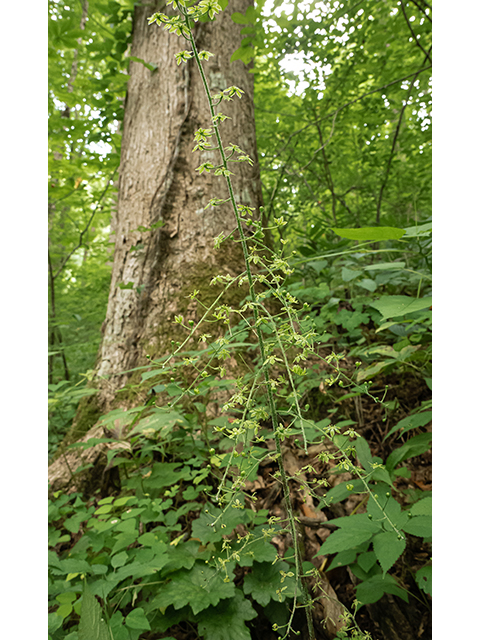 Veratrum parviflorum (Appalachian bunchflower) #83838