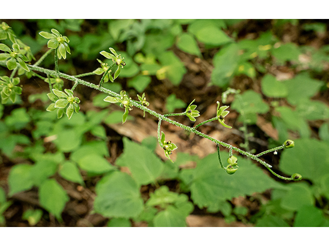 Veratrum parviflorum (Appalachian bunchflower) #83839