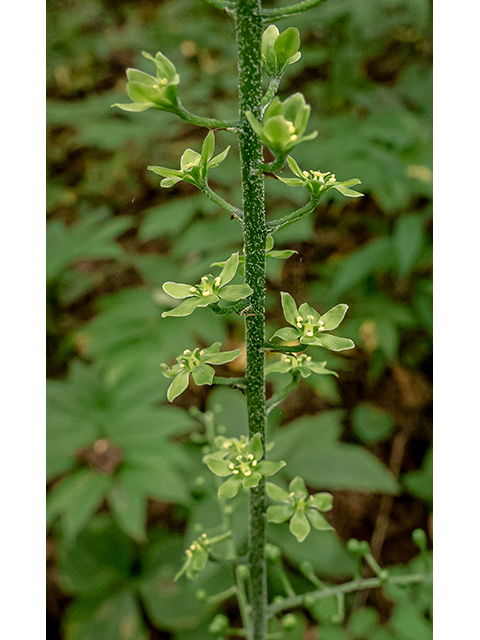 Veratrum parviflorum (Appalachian bunchflower) #83840