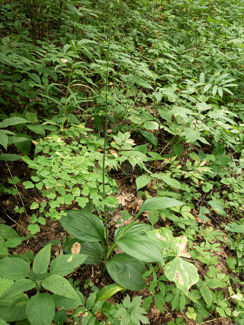 Veratrum parviflorum (Appalachian bunchflower) #83841