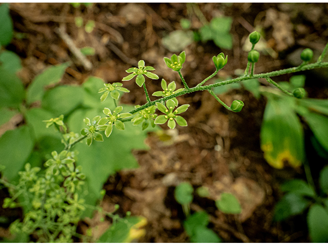 Veratrum parviflorum (Appalachian bunchflower) #83842
