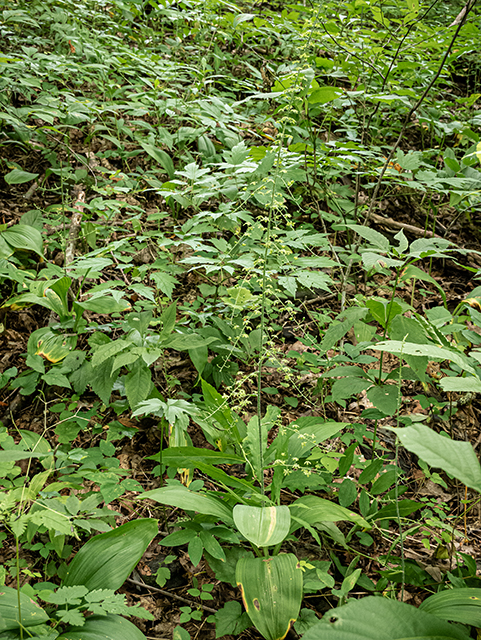 Veratrum parviflorum (Appalachian bunchflower) #83843