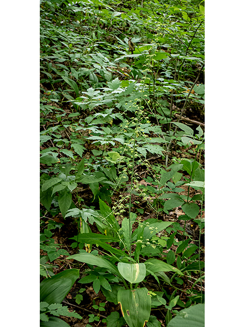 Veratrum parviflorum (Appalachian bunchflower) #83844