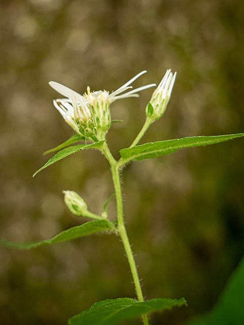 Eurybia divaricata (White wood aster) #83854