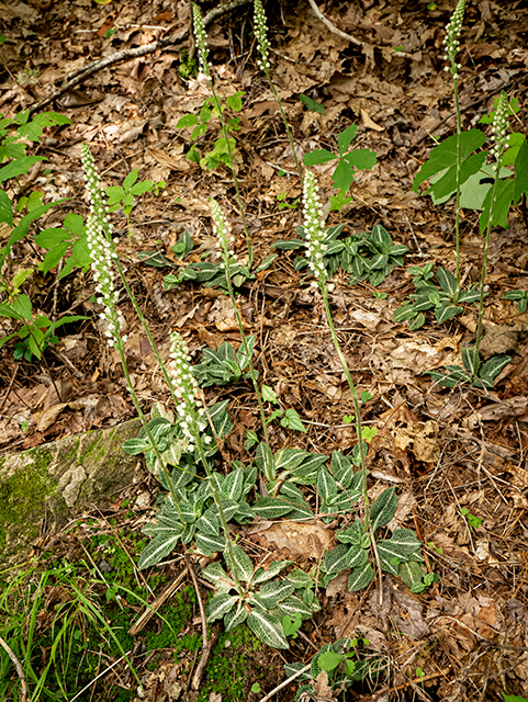 Goodyera pubescens (Downy rattlesnake plantain) #83857