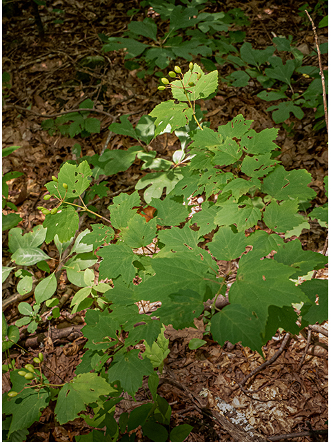 Viburnum acerifolium (Mapleleaf viburnum) #83867