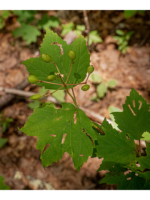 Viburnum acerifolium (Mapleleaf viburnum) #83868