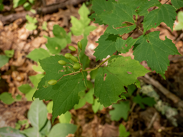 Viburnum acerifolium (Mapleleaf viburnum) #83869