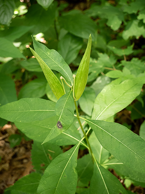 Asclepias exaltata (Poke milkweed) #83871