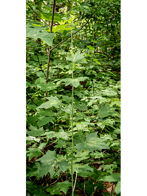 Arnoglossum atriplicifolium (Pale indian plantain) #83876