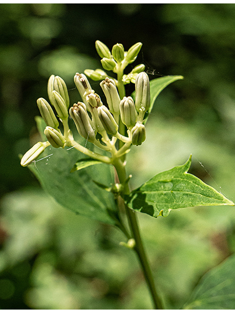 Arnoglossum atriplicifolium (Pale indian plantain) #83877