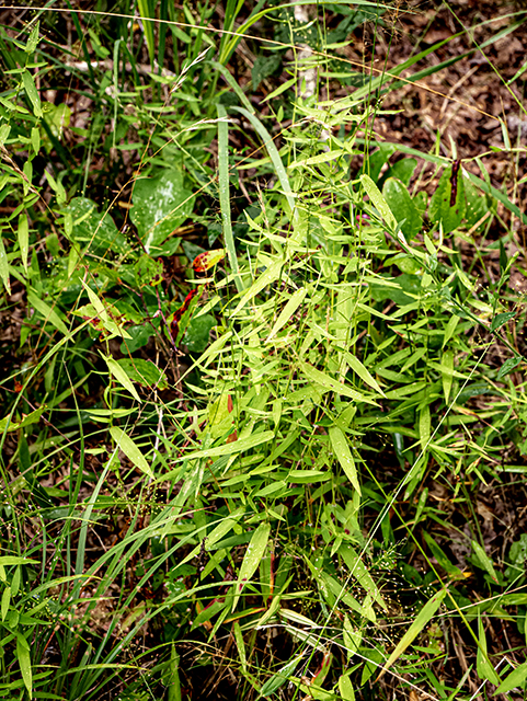 Dichanthelium dichotomum (Cypress panicgrass) #83882