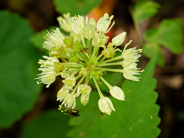 Allium tricoccum (Wild leek) #83902
