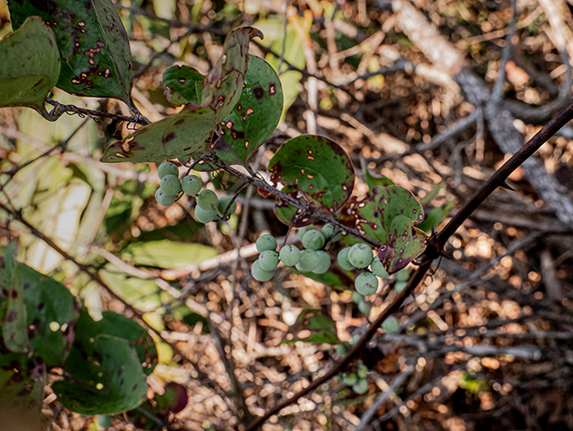Smilax rotundifolia (Roundleaf greenbriar) #83906