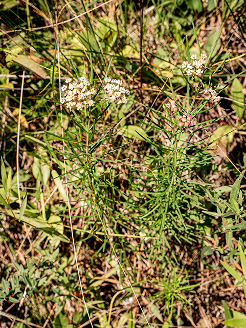 Asclepias verticillata (Whorled milkweed) #83917