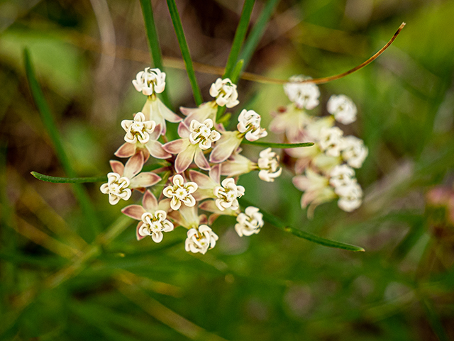 Asclepias verticillata (Whorled milkweed) #83918