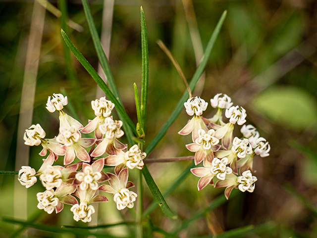 Asclepias verticillata (Whorled milkweed) #83919