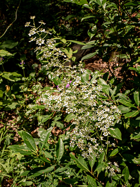 Veratrum virginicum (Virginia bunchflower) #83920