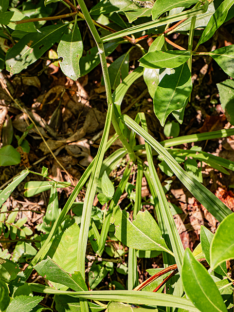 Veratrum virginicum (Virginia bunchflower) #83921