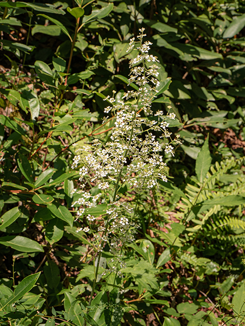 Veratrum virginicum (Virginia bunchflower) #83922