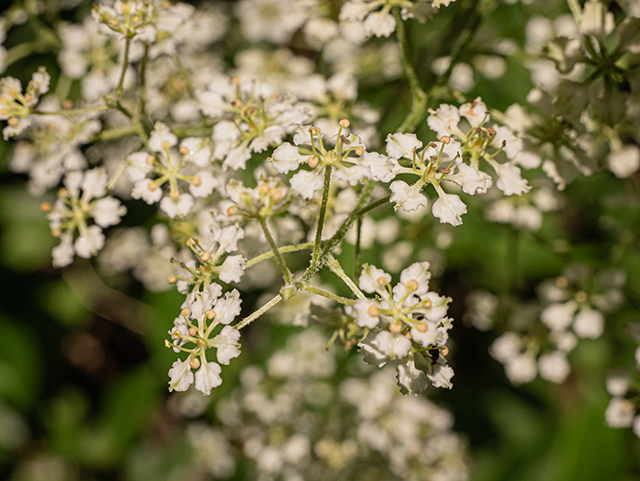 Veratrum virginicum (Virginia bunchflower) #83926