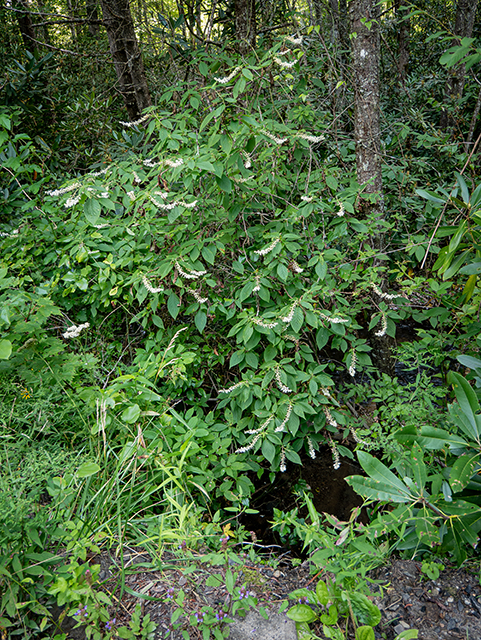 Clethra acuminata (Mountain pepperbush) #83931