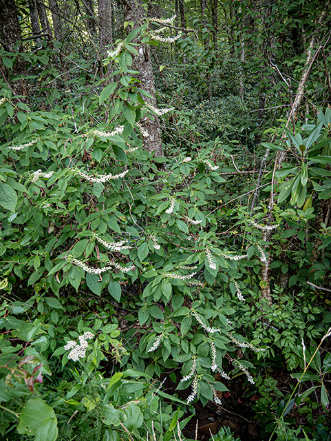 Clethra acuminata (Mountain pepperbush) #83932