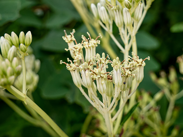 Arnoglossum atriplicifolium (Pale indian plantain) #83939