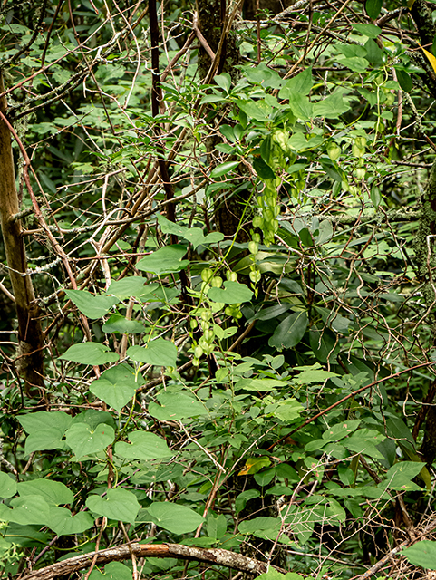 Dioscorea villosa (Wild yam) #83945