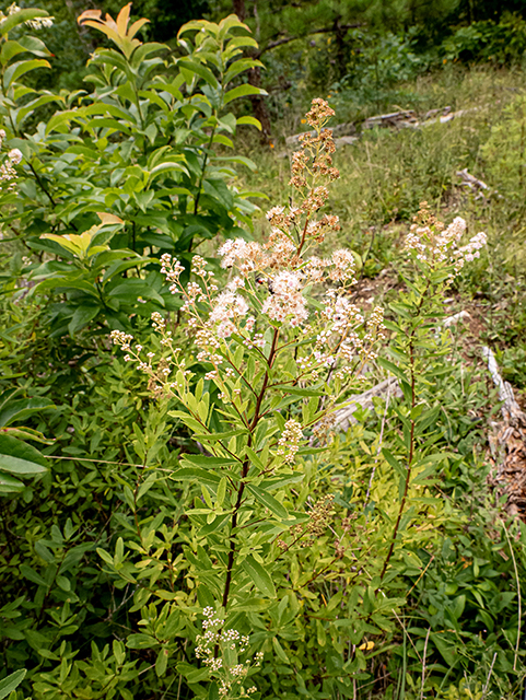 Spiraea alba (White meadowsweet) #83950