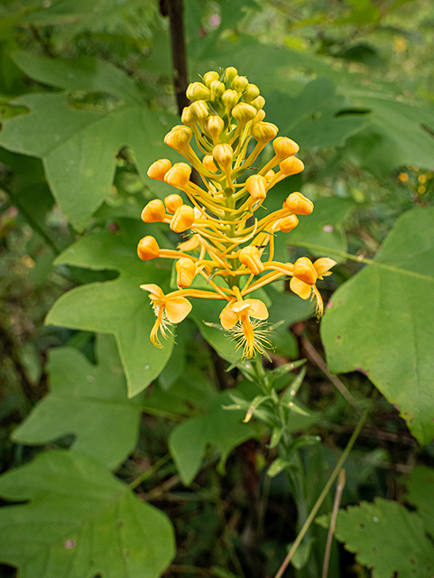 Platanthera ciliaris (Orange fringed orchid) #83967