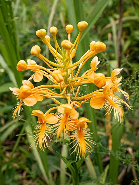 Platanthera ciliaris (Orange fringed orchid) #83968