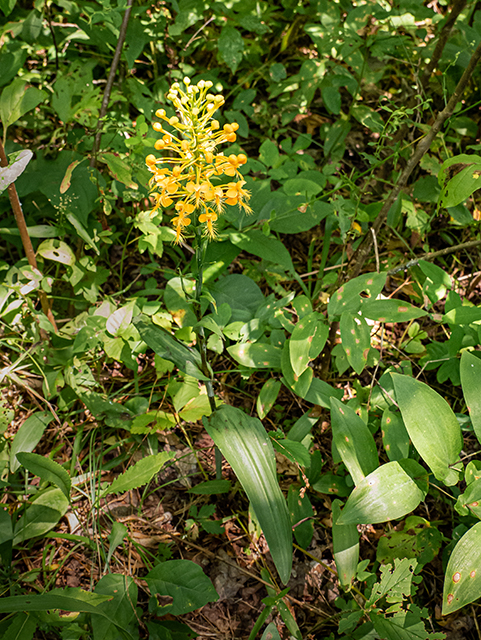 Platanthera ciliaris (Orange fringed orchid) #83969