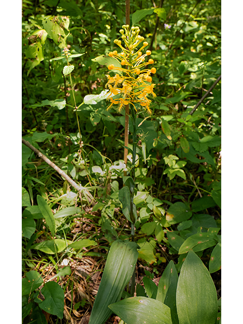 Platanthera ciliaris (Orange fringed orchid) #83970