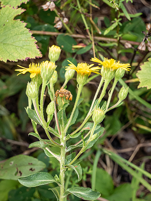 Chrysopsis mariana (Maryland goldenaster) #83974