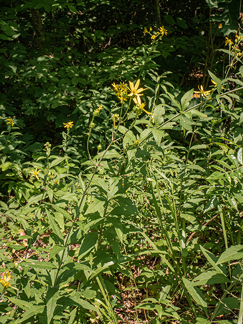 Silphium trifoliatum var. trifoliatum (Whorled rosinweed) #83978