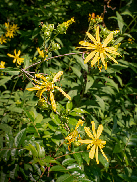 Silphium trifoliatum var. trifoliatum (Whorled rosinweed) #83979