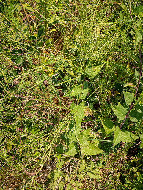 Verbena urticifolia (White vervain) #83981