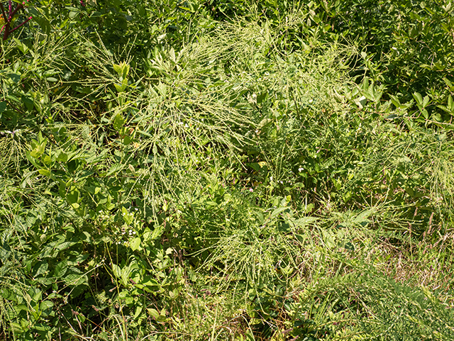 Verbena urticifolia (White vervain) #83983