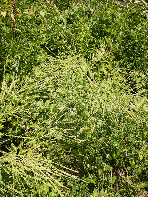 Verbena urticifolia (White vervain) #83984