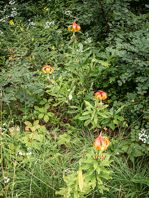 Lilium michauxii (Carolina lily) #83987